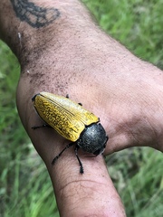 Temognatha goryi