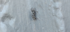 Latonigena