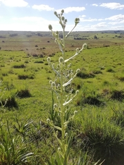 Eryngium eburneum