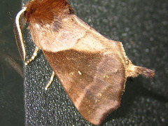 Gonoclostera timoniorum