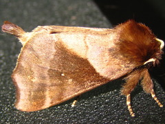 Gonoclostera timoniorum