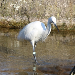 Egretta garzetta
