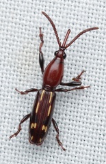 Orychodes