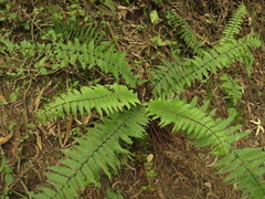 Dryopteris wallichiana