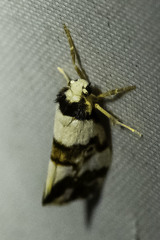 Philenora aspectalella