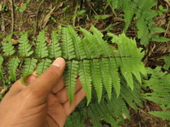 Dryopteris wallichiana