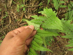 Dryopteris wallichiana