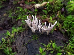 Xylaria longiana