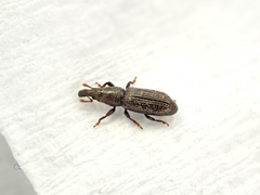 Sericotrogus subaenescens