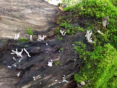 Xylaria longiana