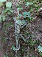 Anolis frenatus