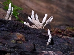 Xylaria longiana