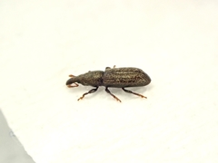 Sericotrogus subaenescens