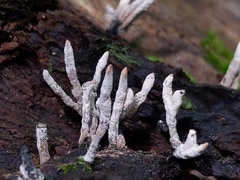 Xylaria longiana