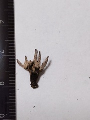 Xylaria longiana