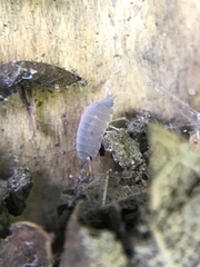 Porcellionides