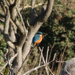 Alcedo atthis