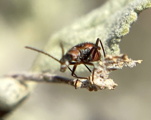 iNaturalist observation photo of Malachiini