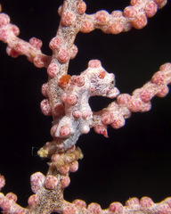 Hippocampus bargibanti