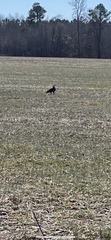 Haliaeetus leucocephalus leucocephalus