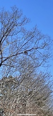 Haliaeetus leucocephalus leucocephalus