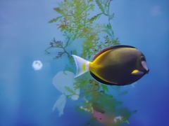 Acanthurus japonicus