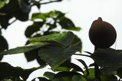 Caryocar nuciferum