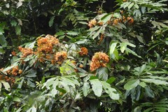 Saraca