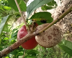 Monilinia fructicola