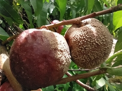 Monilinia fructicola