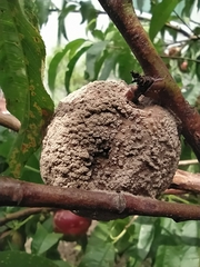 Monilinia fructicola