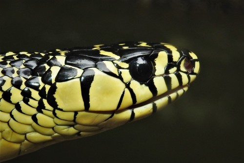 Chicken Snake