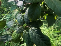 Mallotus claoxyloides