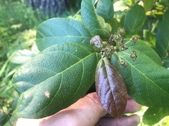 Mallotus claoxyloides