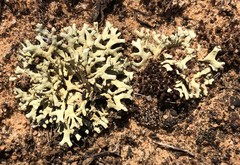 Xanthoparmelia semiviridis