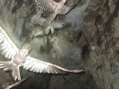 Steatornis caripensis