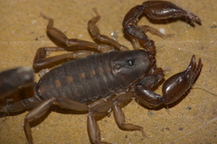 Bothriurus cordubensis