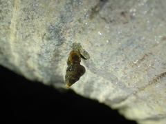 Halotudora aripensis