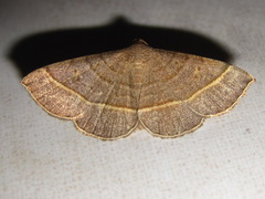Paracolax trilinealis