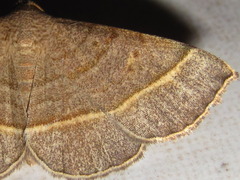 Paracolax trilinealis