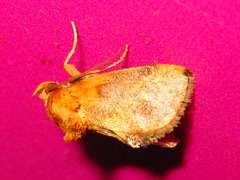 Microleon longipalpis