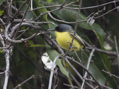 Todirostrum cinereum