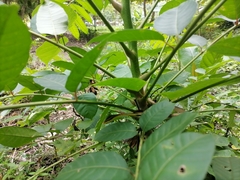 Oxybelis rutherfordi