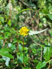 Corchorus cunninghamii