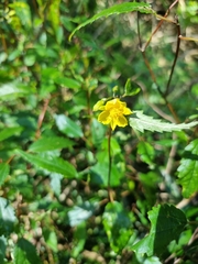 Corchorus cunninghamii