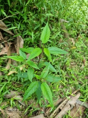 Corchorus cunninghamii