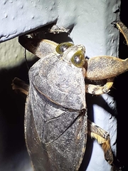 Lethocerus annulipes