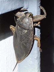 Lethocerus annulipes