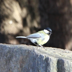 Parus major