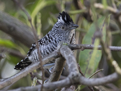 Thamnophilus doliatus